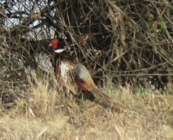 Ring-necked Pheasant - ML332886051