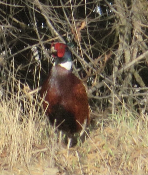 Ring-necked Pheasant - ML332886081