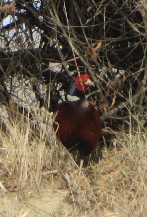 Ring-necked Pheasant - ML332886091