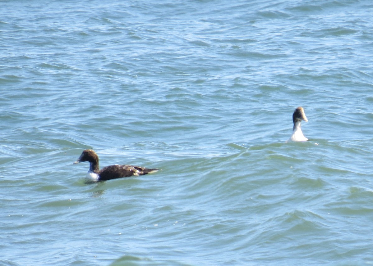 Common Eider - Lena Cole