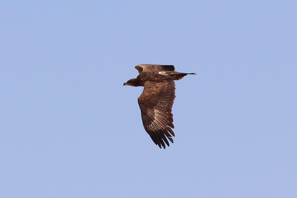 Steppe Eagle - Sérgio Correia