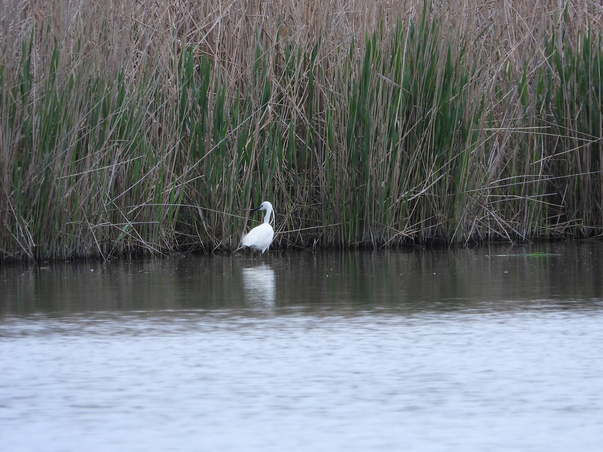 Little Egret (Western) - ML332887871