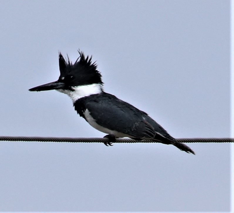 Belted Kingfisher - ML332888381