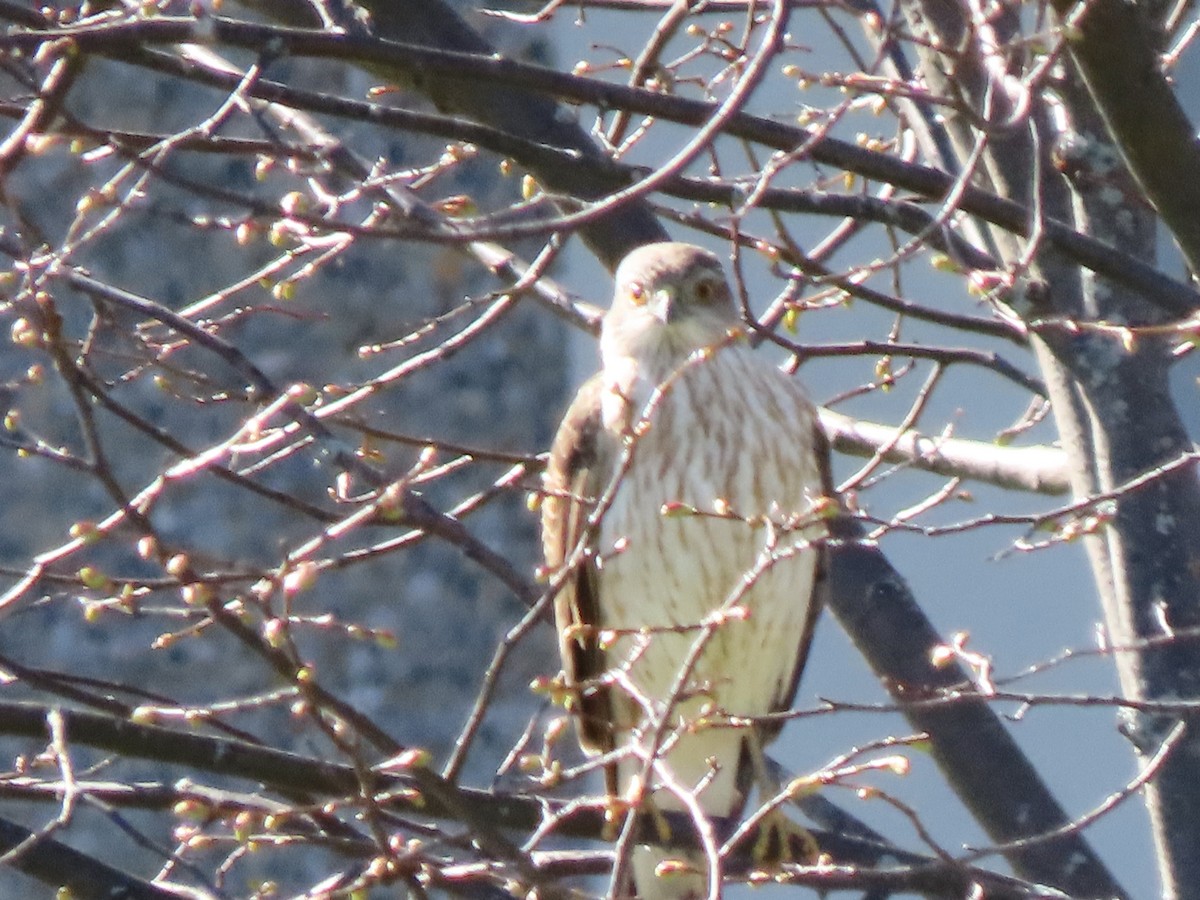Sharp-shinned/Cooper's Hawk - ML332889151