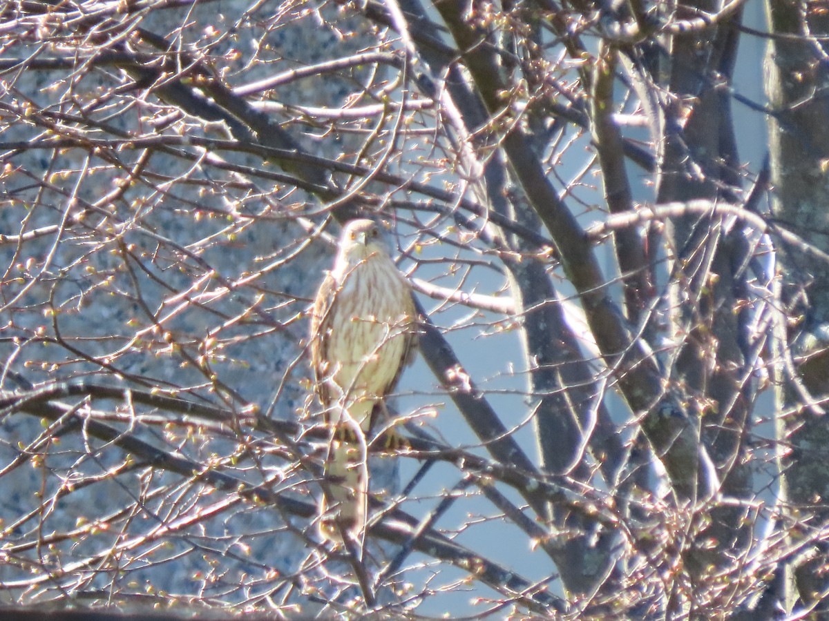 Sharp-shinned/Cooper's Hawk - ML332889201