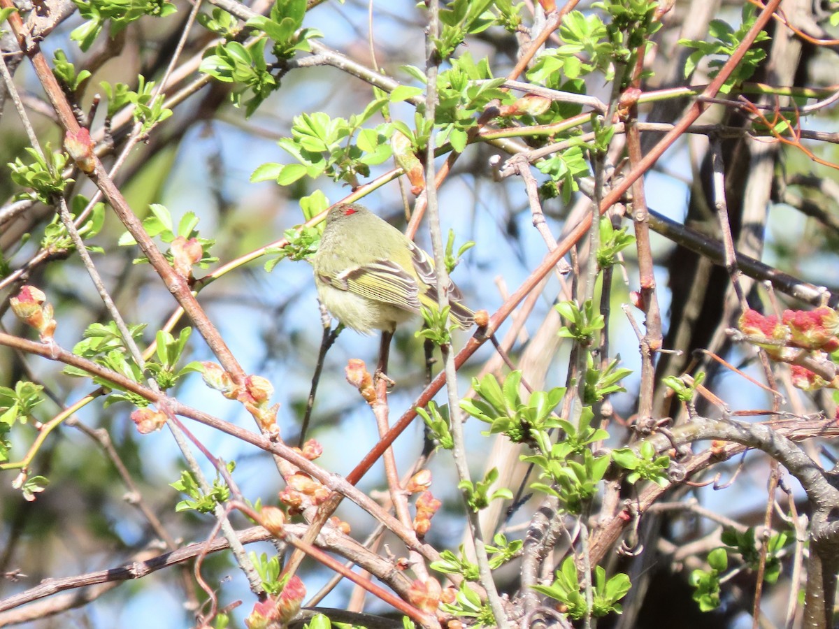 Ruby-crowned Kinglet - ML332889211