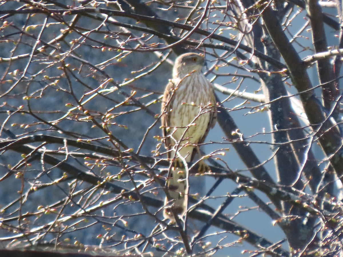 Sharp-shinned/Cooper's Hawk - ML332889231