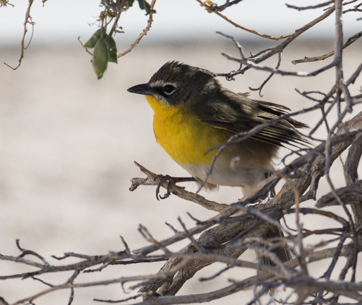 Yellow-breasted Chat - ML332889311