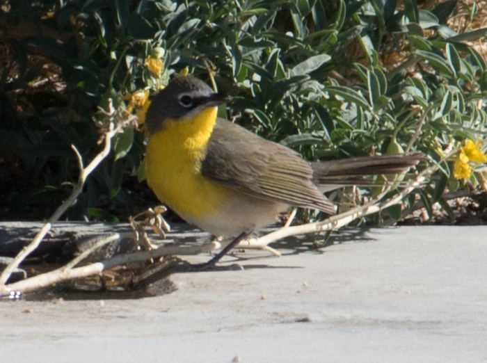 Yellow-breasted Chat - ML332889361