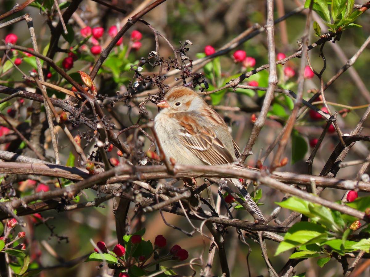 Field Sparrow - ML332889571
