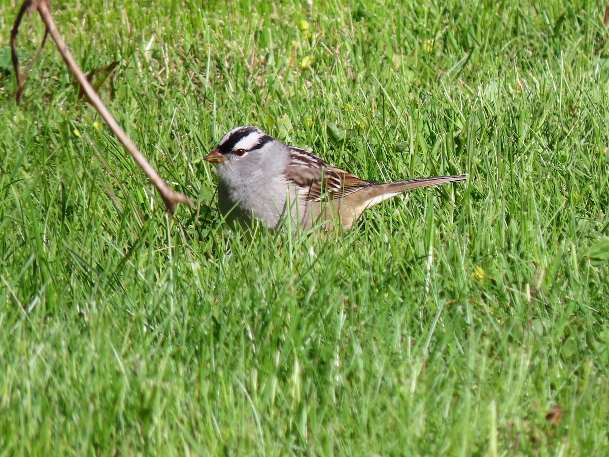 White-crowned Sparrow - ML332889661
