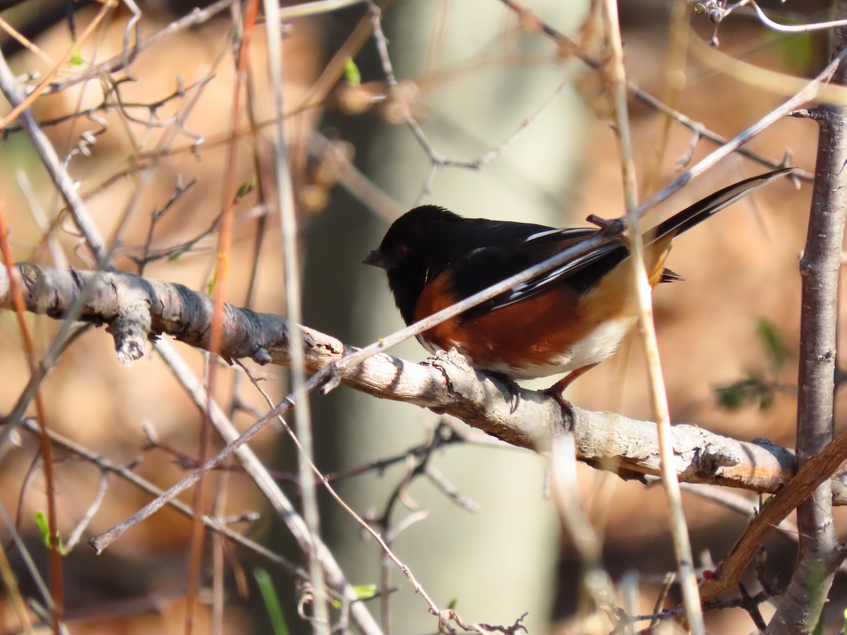 Eastern Towhee - ML332889751
