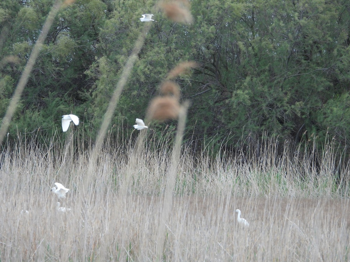 Little Egret (Western) - ML332891091