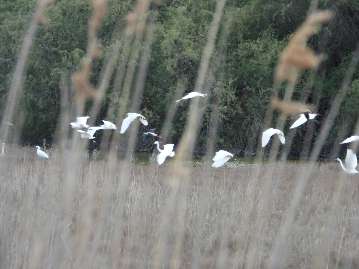 Little Egret (Western) - ML332891111