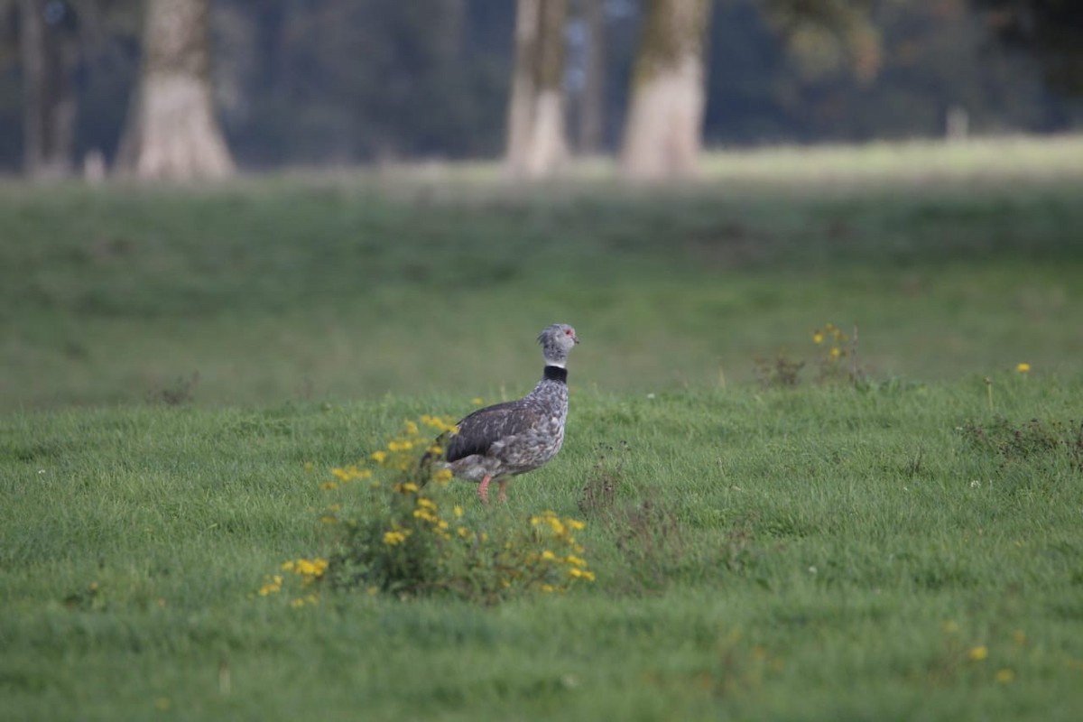 Southern Screamer - ML332891381