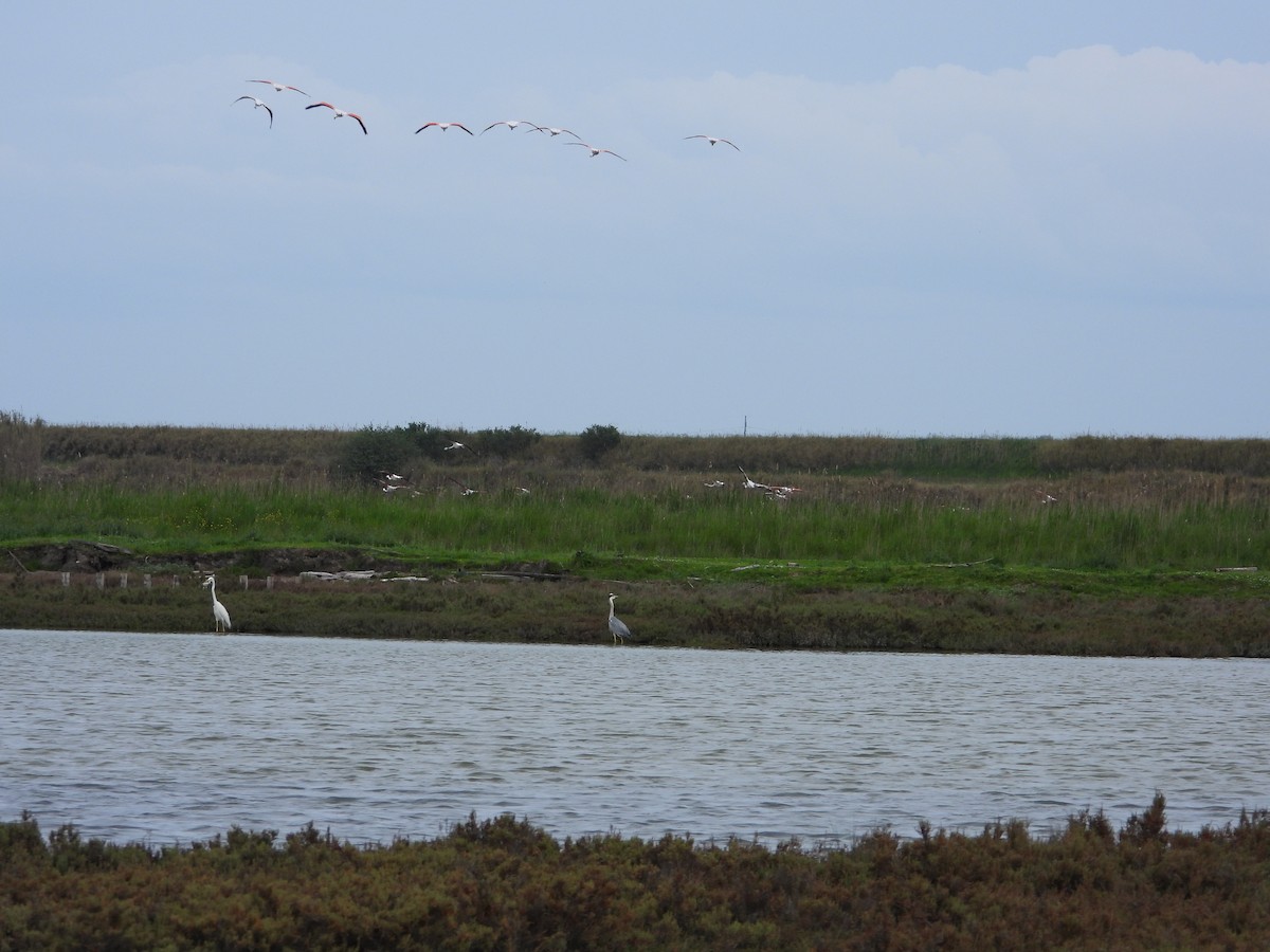 Great Egret (alba) - ML332893071