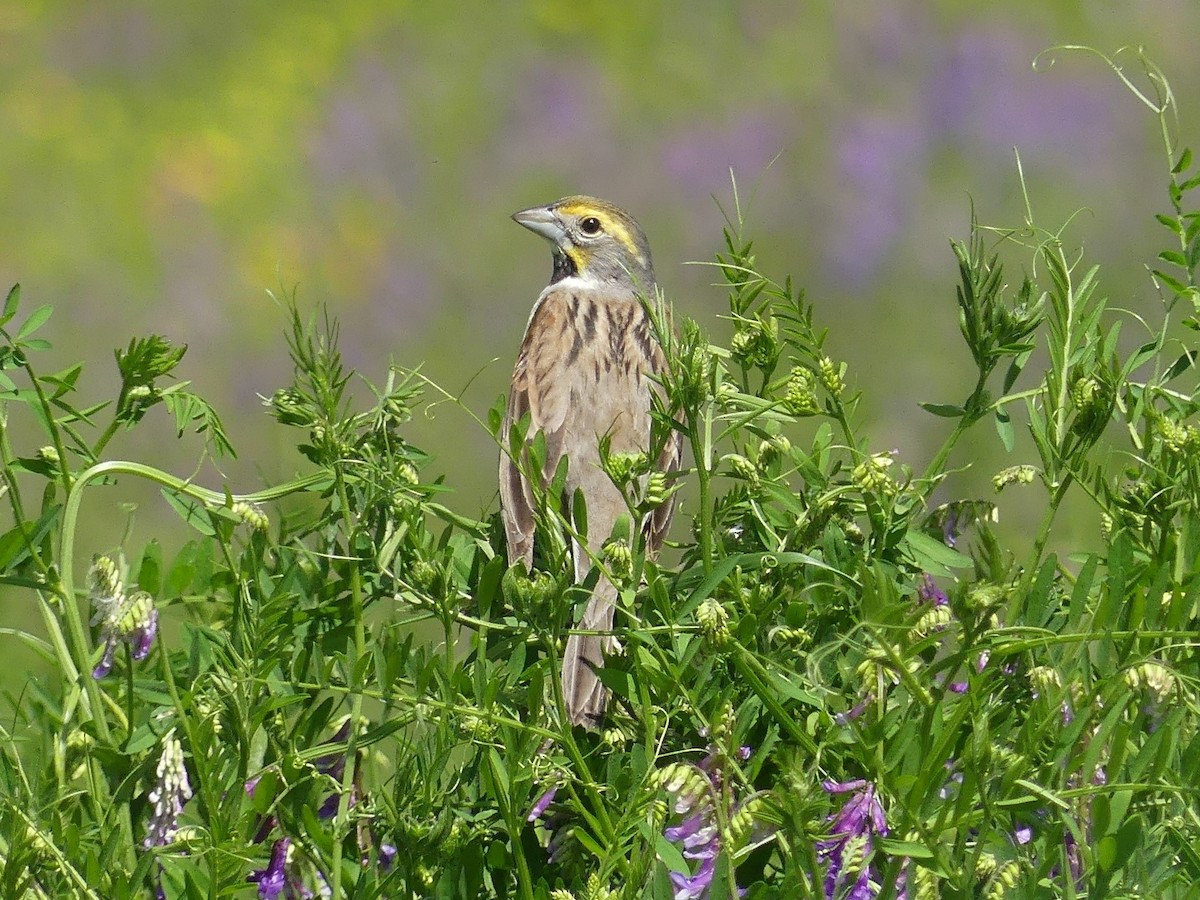 Dickcissel - Darin B.