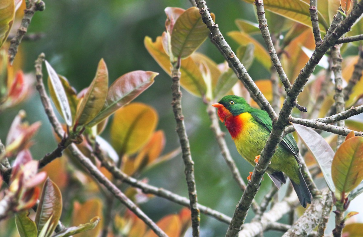 Scarlet-breasted Fruiteater - ML33289381