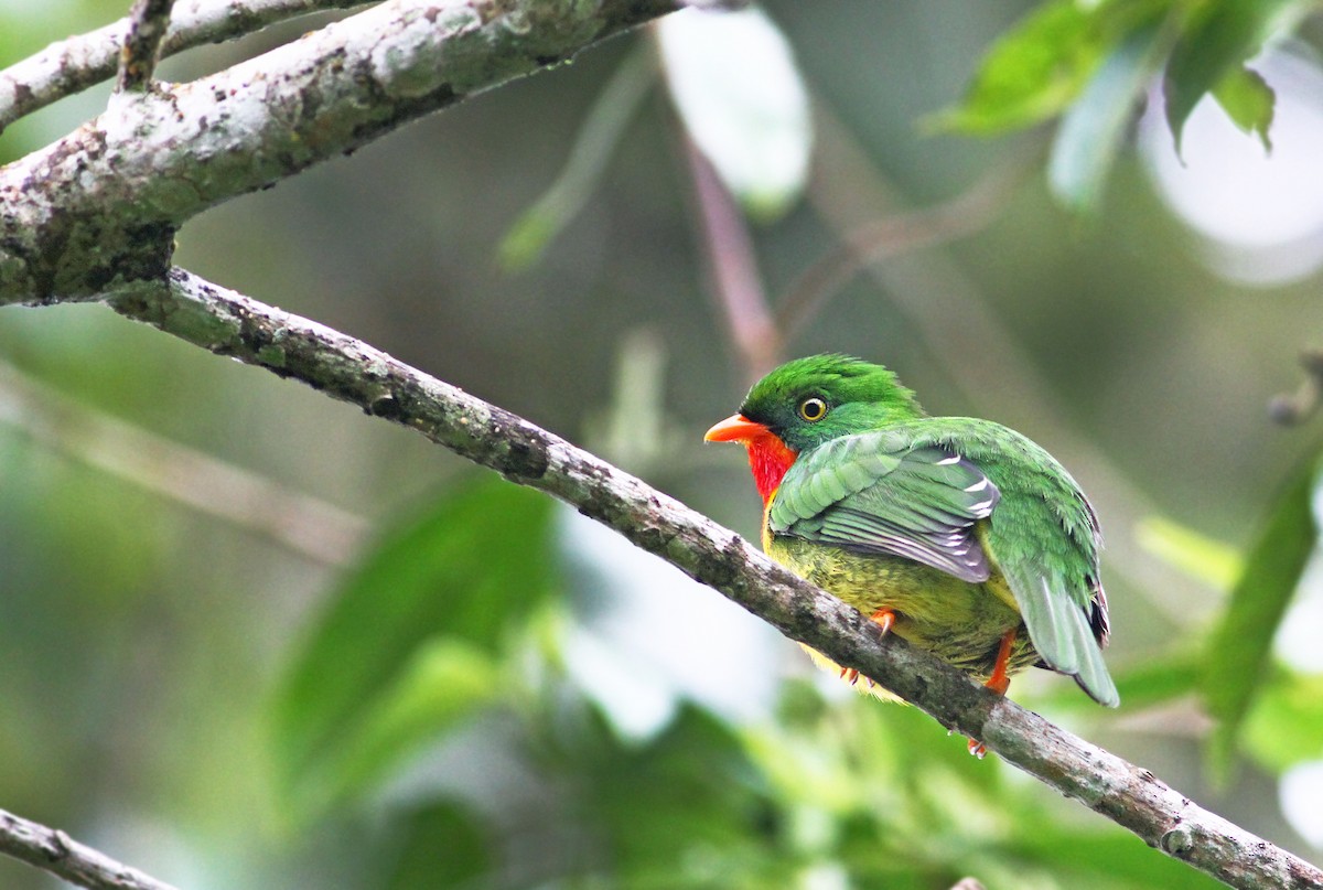 Scarlet-breasted Fruiteater - ML33289401