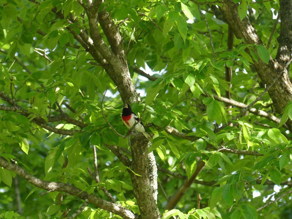 Rose-breasted Grosbeak - ML332894021