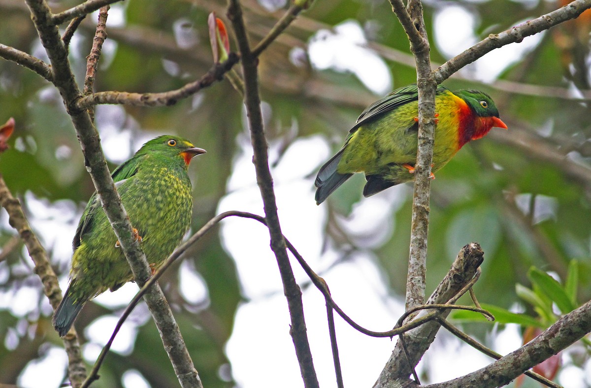 Scarlet-breasted Fruiteater - ML33289411