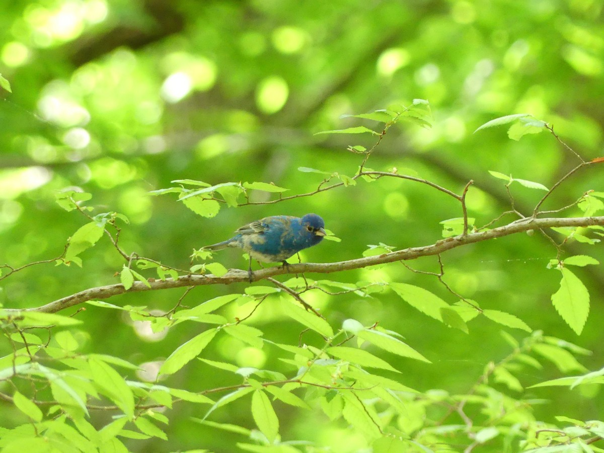 Indigo Bunting - ML332895611