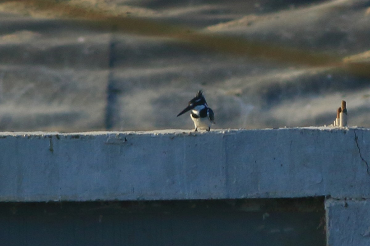 Pied Kingfisher - Sérgio Correia