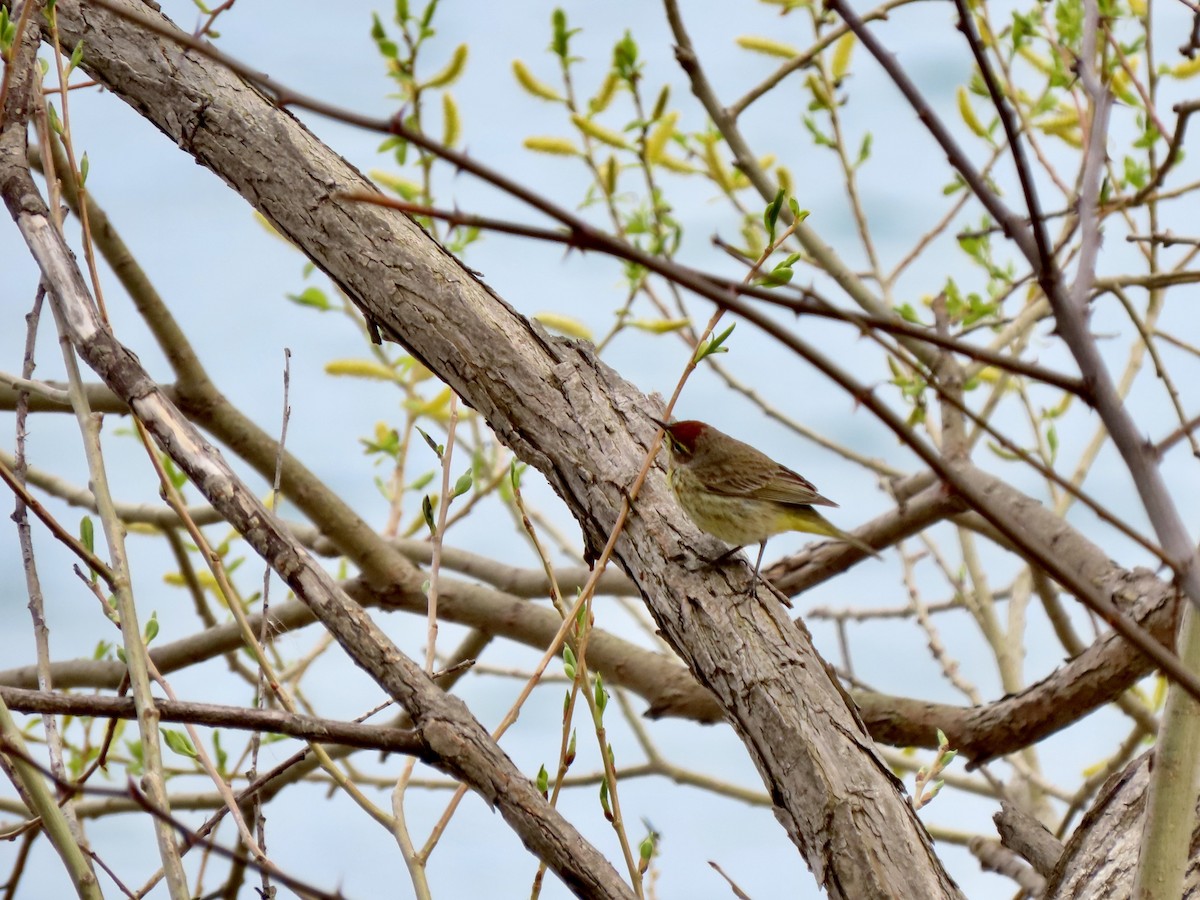 Palm Warbler - ML332896691