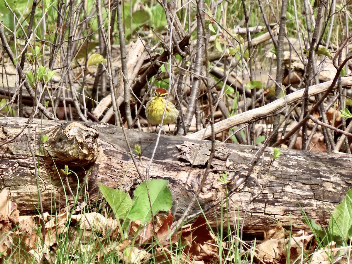 Palm Warbler - ML332896751