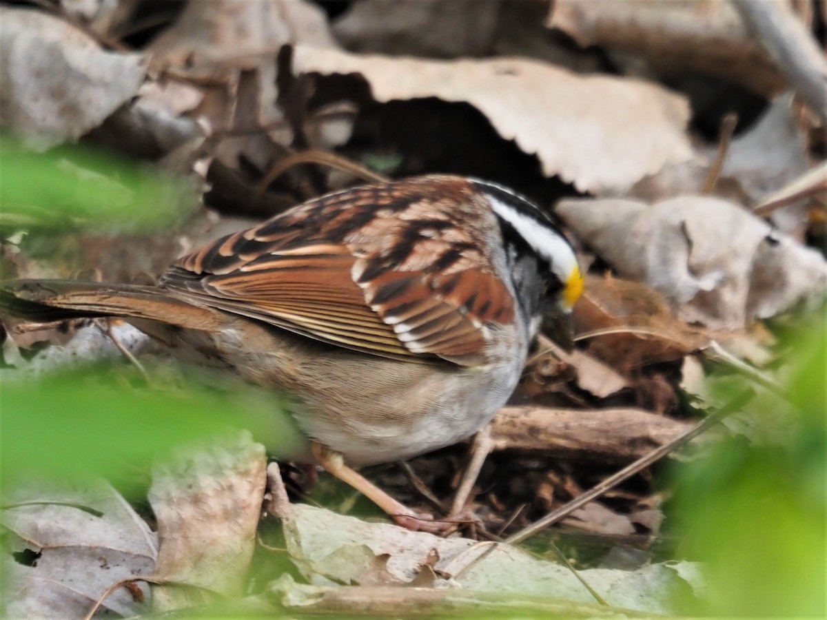 White-throated Sparrow - Sarah Preston