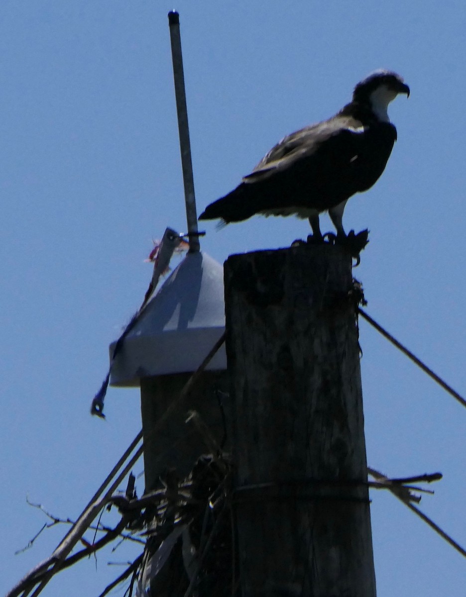 Águila Pescadora - ML332901191