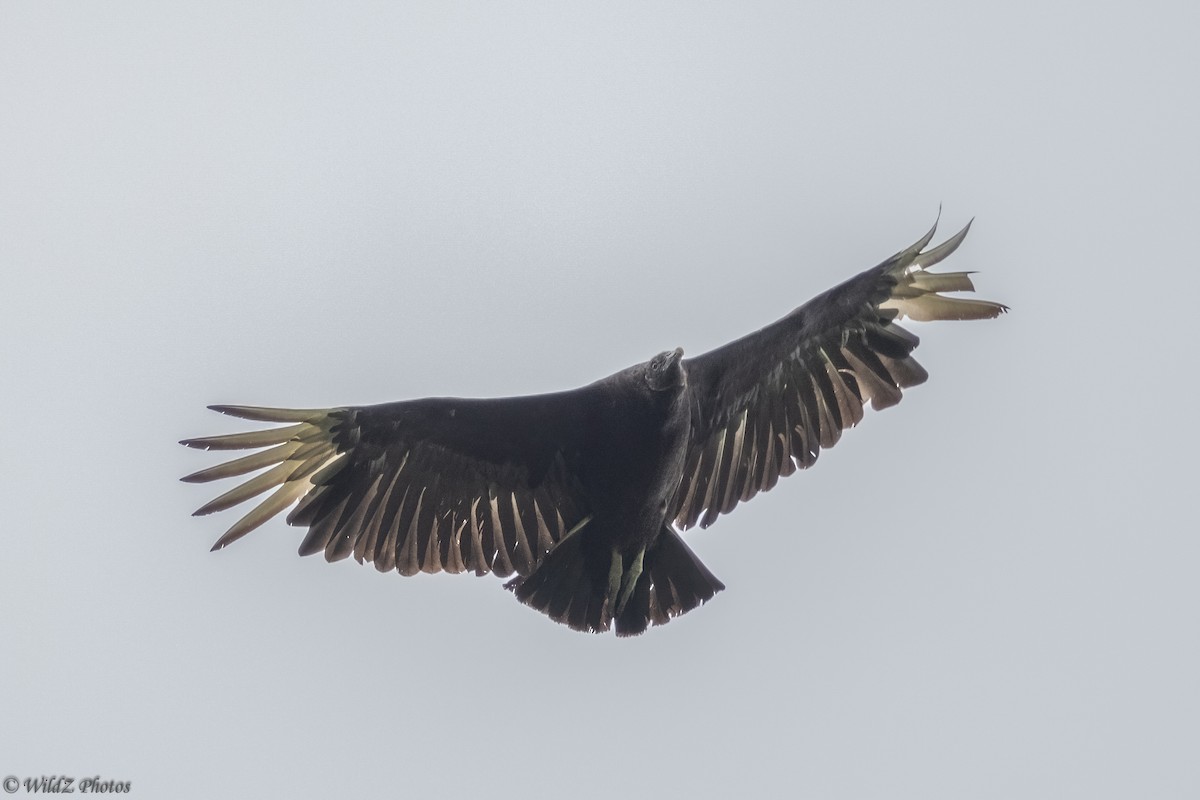 Black Vulture - ML332902031