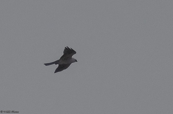 Mississippi Kite - ML332902181