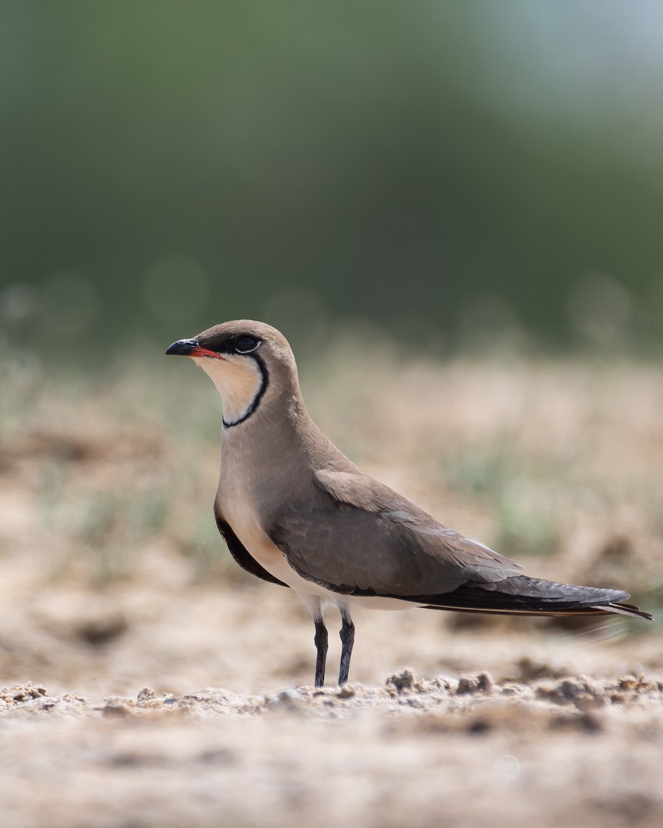 Collared Pratincole - ML332902831