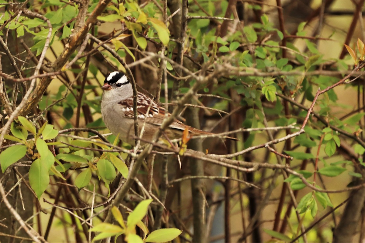 White-crowned Sparrow - ML332903311