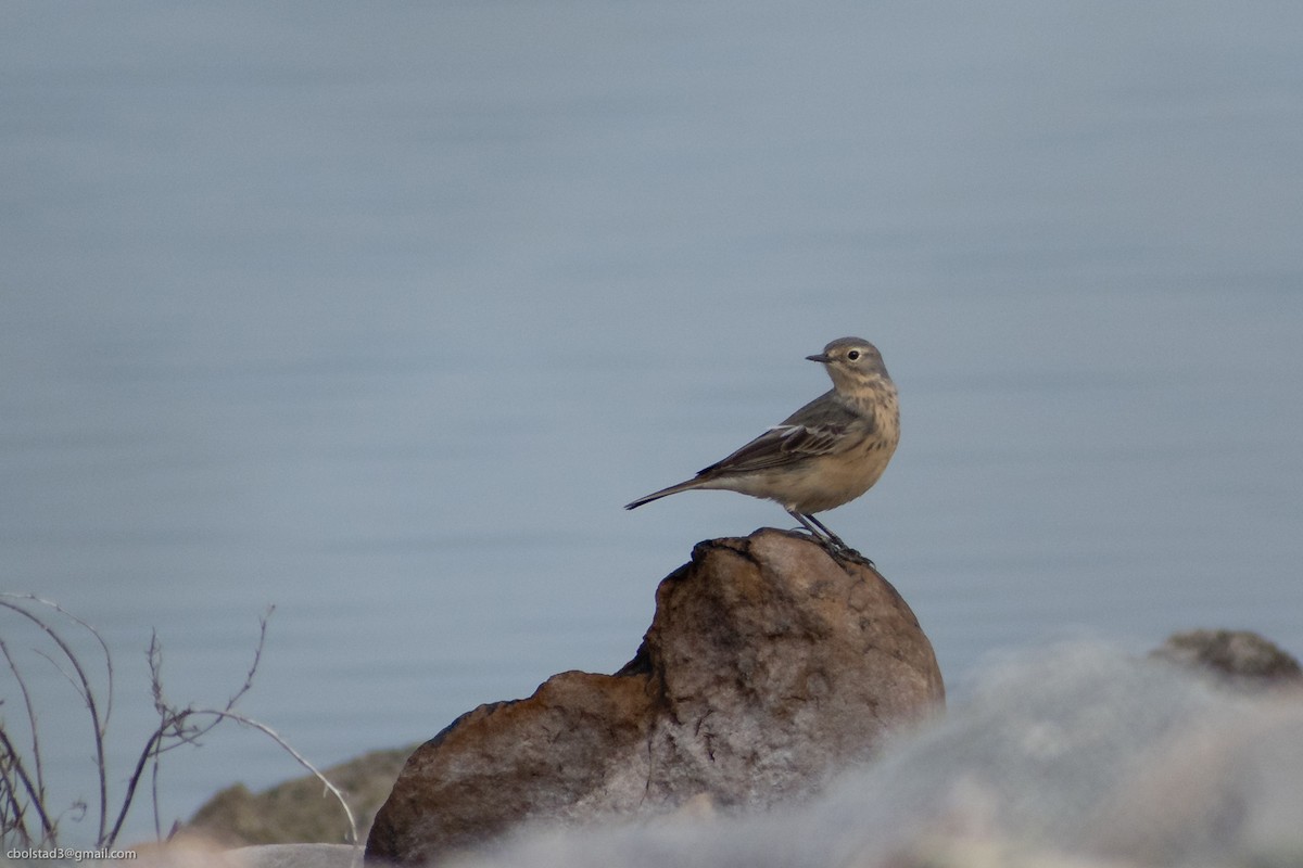 American Pipit - ML332904201