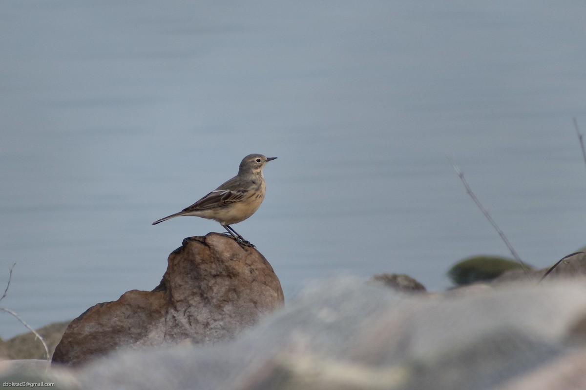 American Pipit - ML332904211