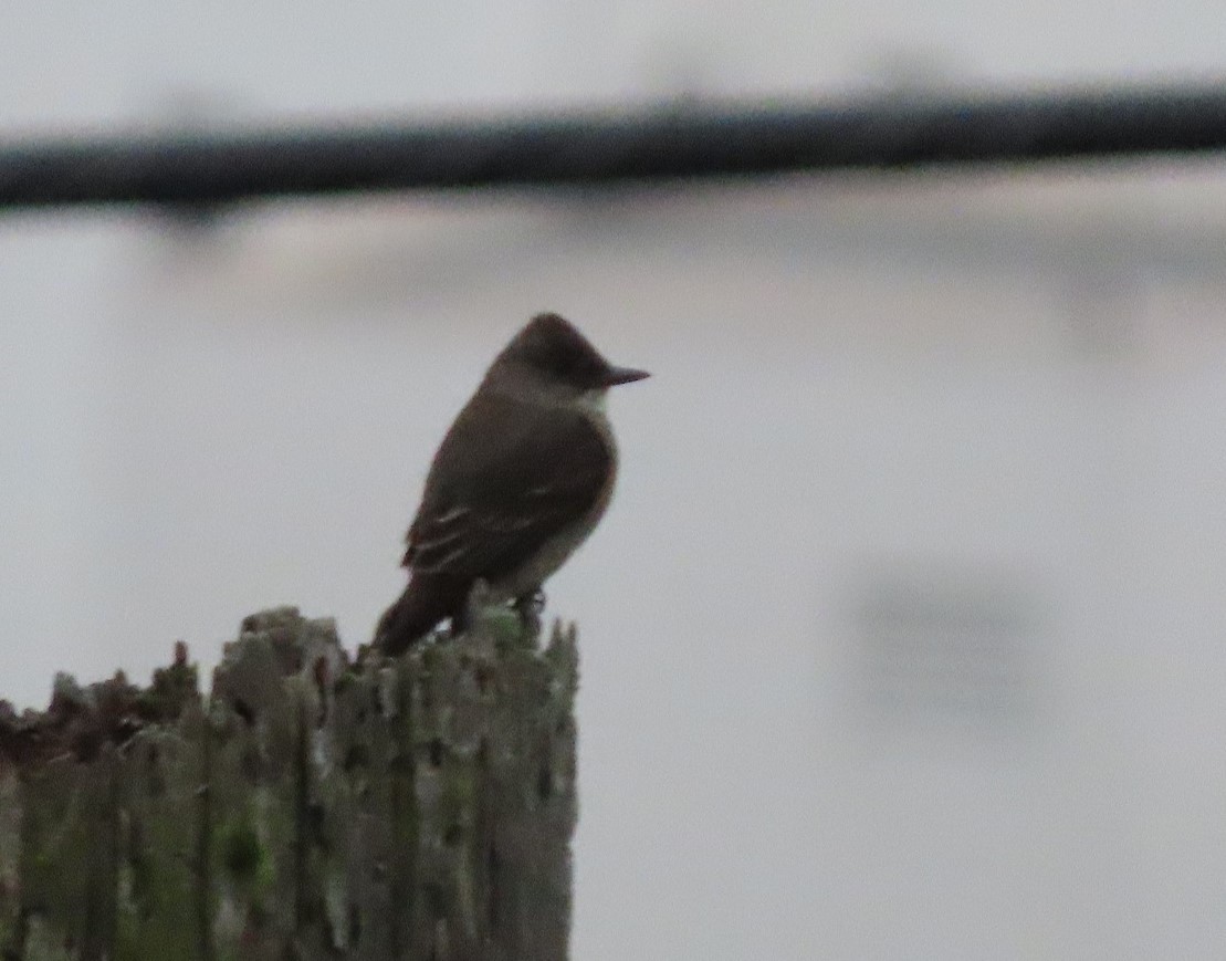 Olive-sided Flycatcher - ML332905131