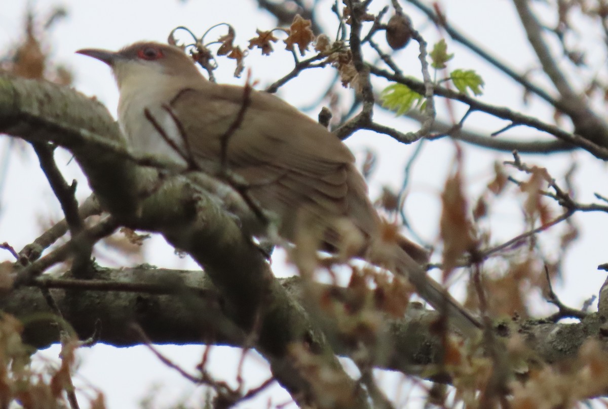 Black-billed Cuckoo - ML332905311