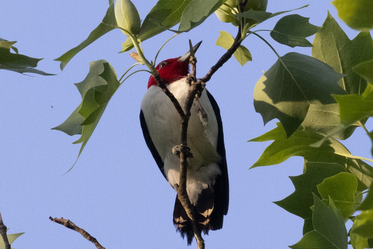 Red-headed Woodpecker - ML332905721
