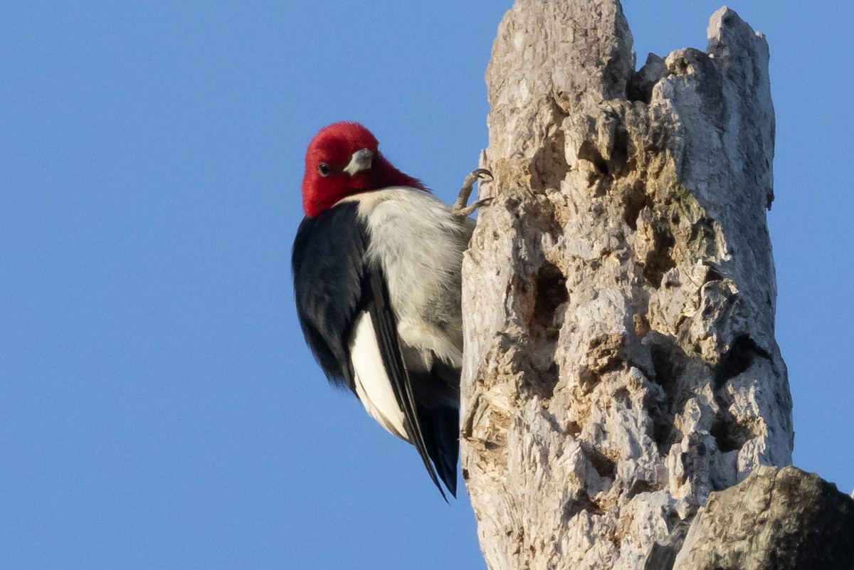 Red-headed Woodpecker - ML332905911