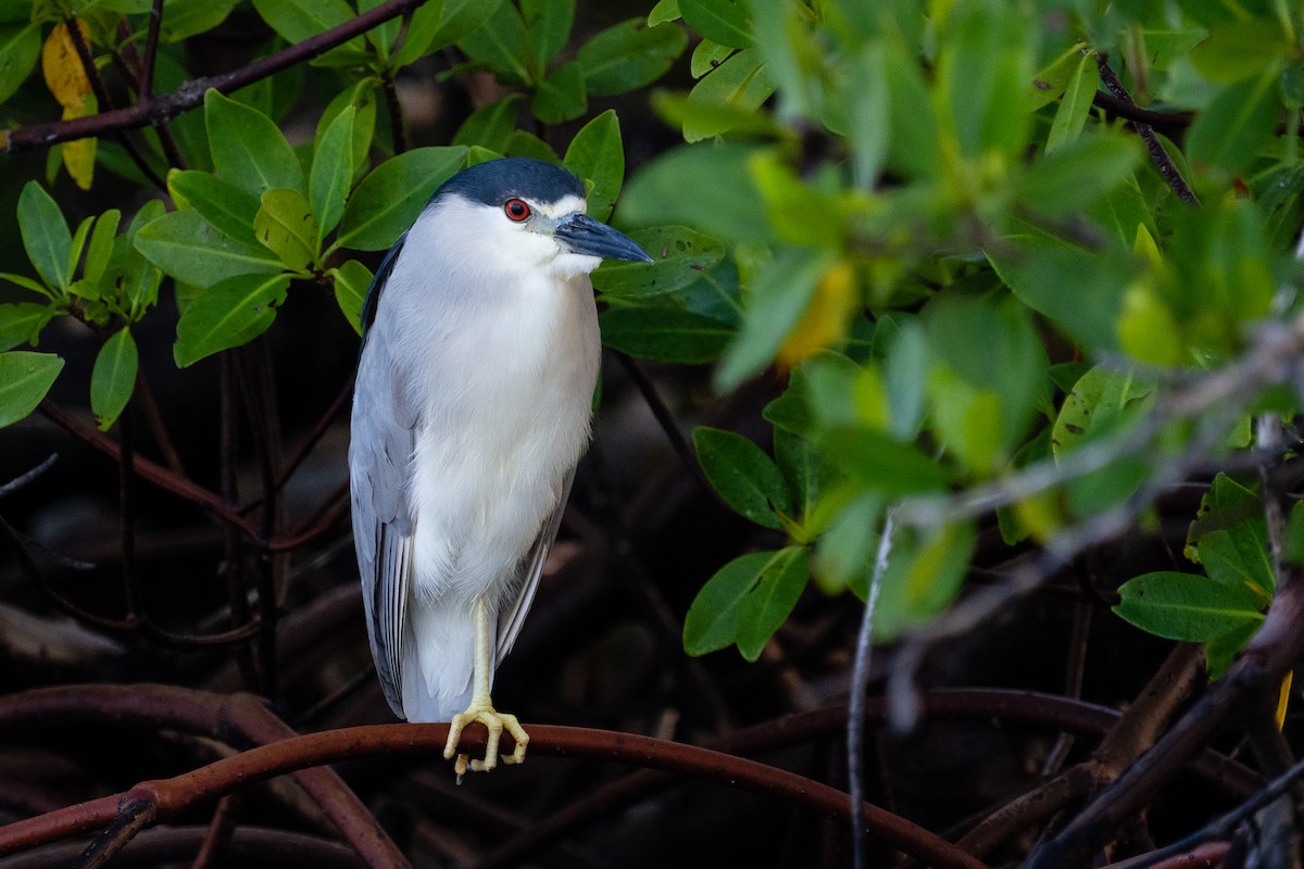 Black-crowned Night Heron - ML332909771