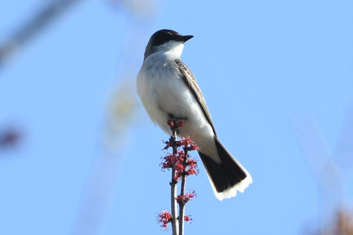 Eastern Kingbird - ML332909941