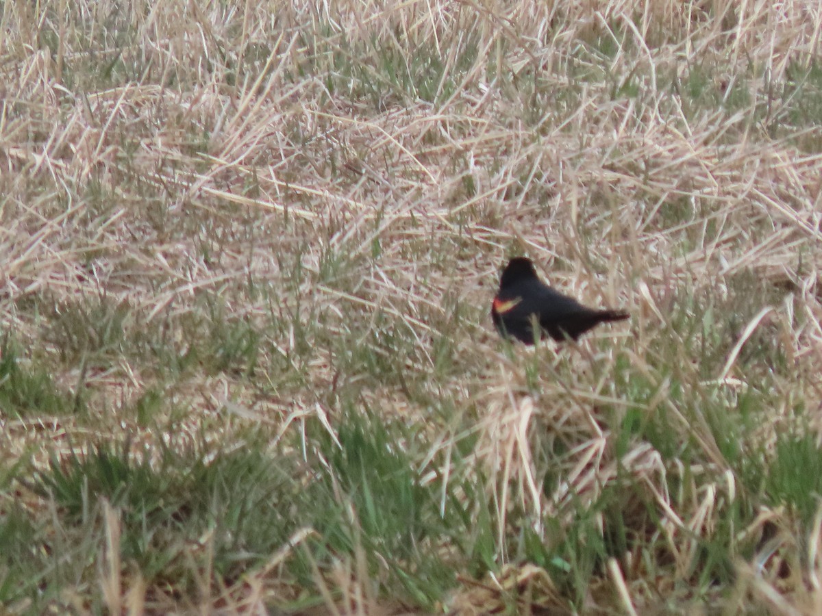 Red-winged Blackbird - ML332910531