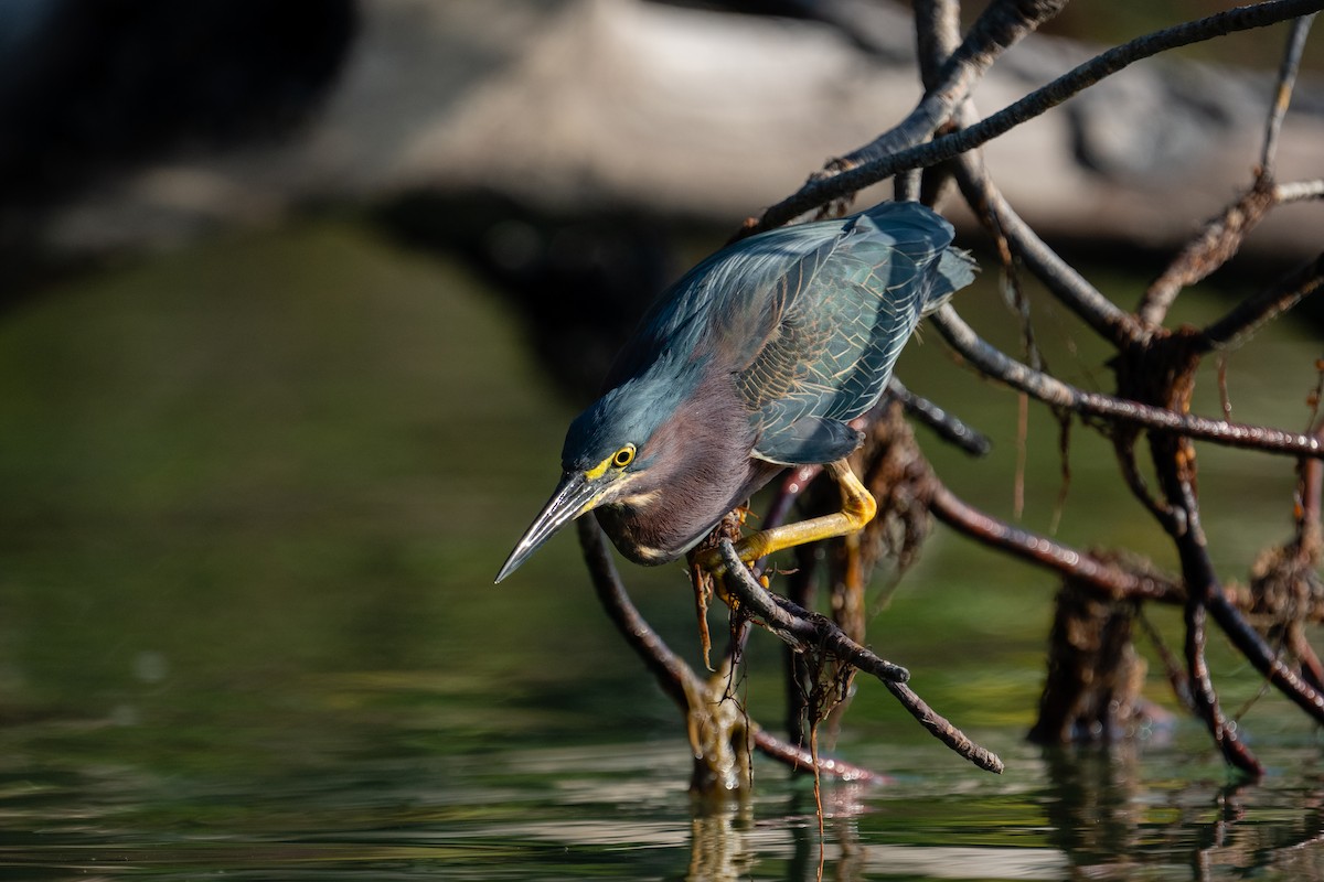 Green Heron - ML332910841