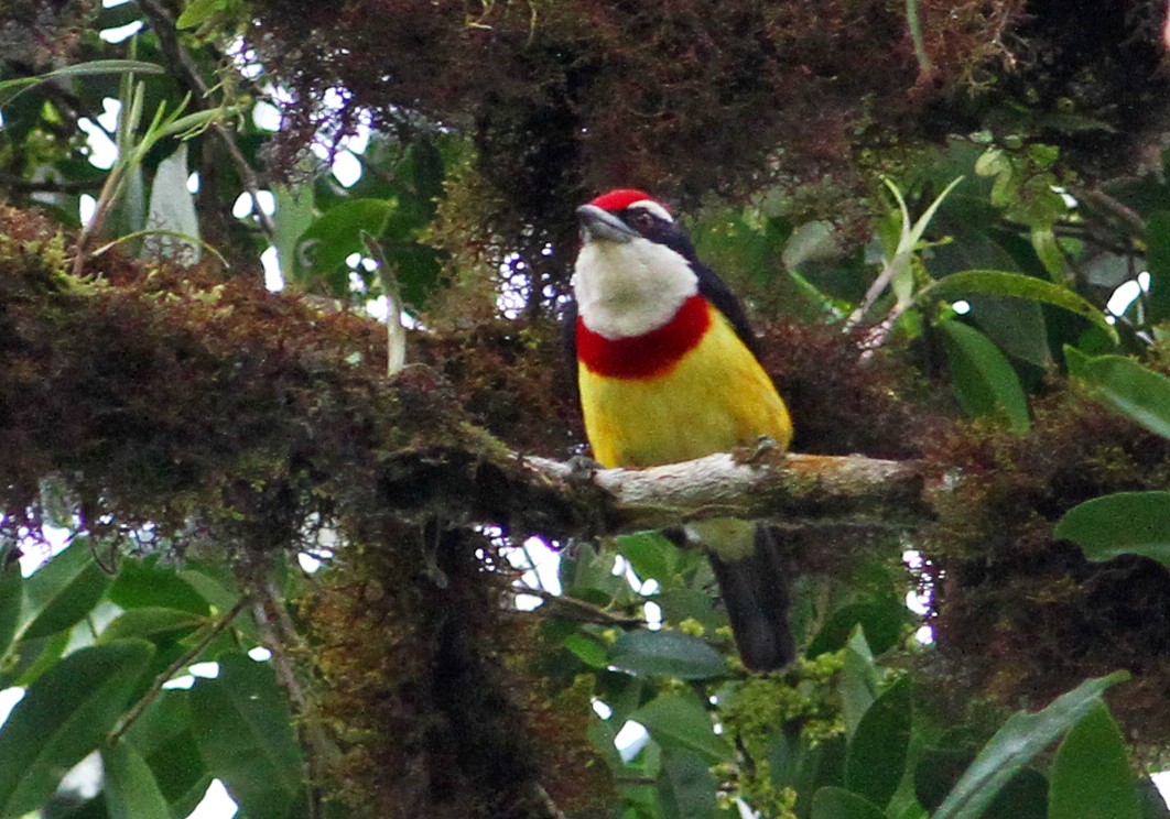 Scarlet-banded Barbet - ML33291111