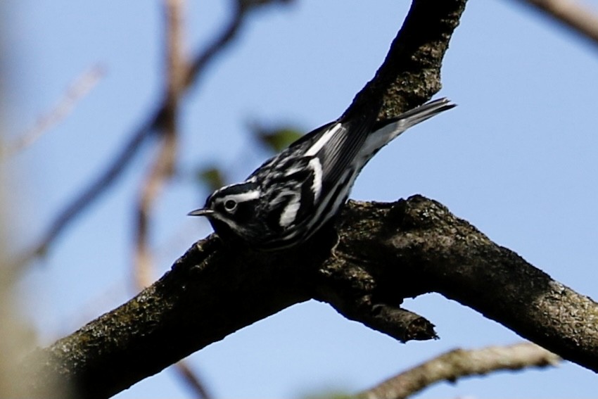 Paruline noir et blanc - ML332911141