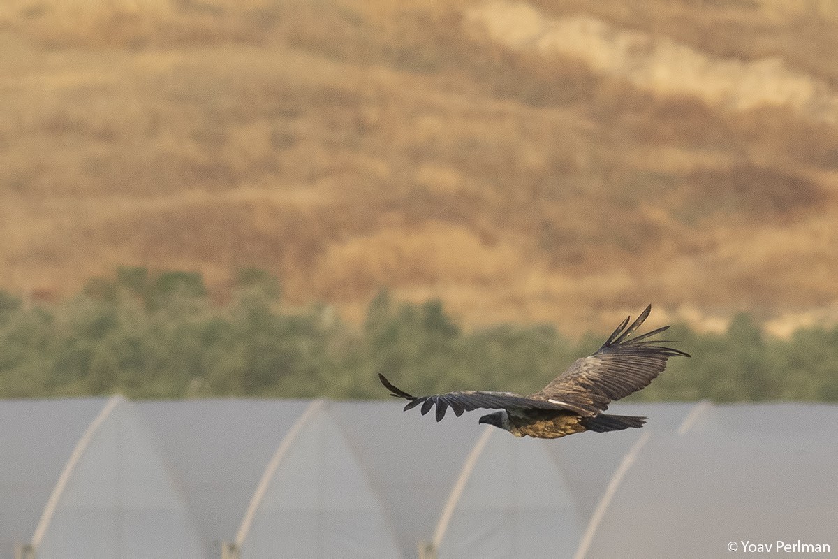 White-backed Vulture - ML332911471