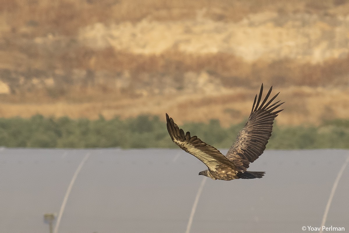 White-backed Vulture - ML332911481