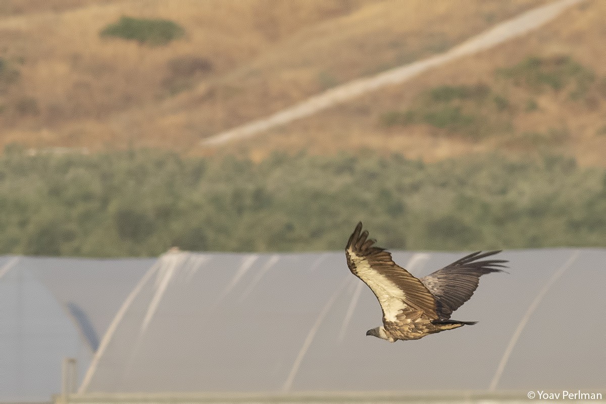 White-backed Vulture - ML332911491